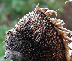 Sunflower going to seed!