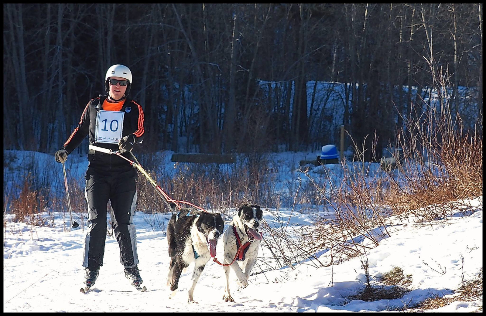 Sleddog races at 108 Mile, BC