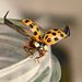 21 spot Yellow Harlequin Ladybird