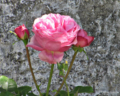 Rose and Buds.