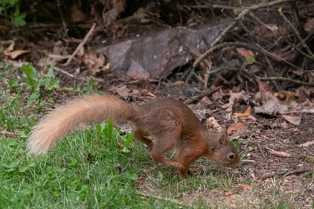 Young red squirrel exploring the world this morning.