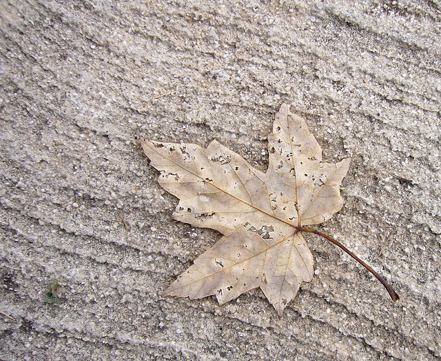 leaf on the driveway