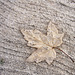 leaf on the driveway