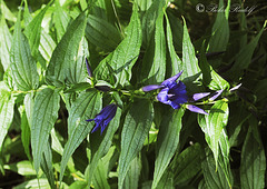 Fecsketárnics (Gentiana asclepiadea)