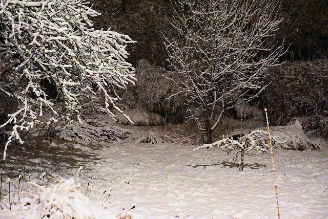 Mein Garten am 24.01. 4:50 Uhr