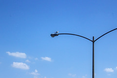 petite mouette sur fond de ciel bleu