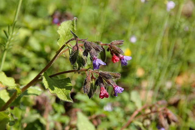 geflecktes Lungenkraut - Pulmonaria officinalis