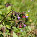 geflecktes Lungenkraut - Pulmonaria officinalis