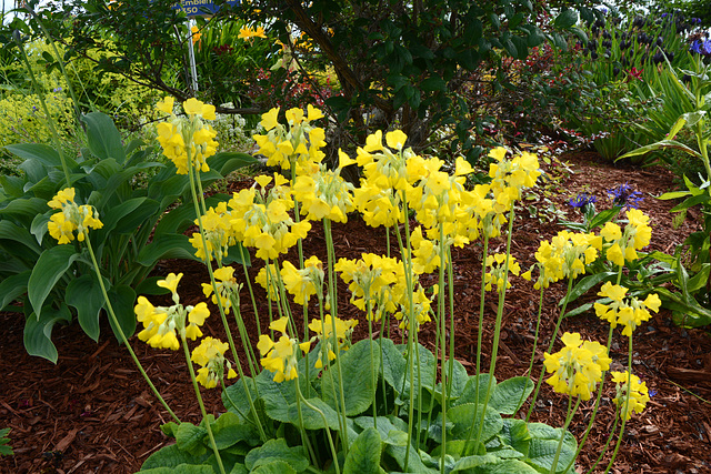 Alaska, Homer, Yellow Northern Flowers