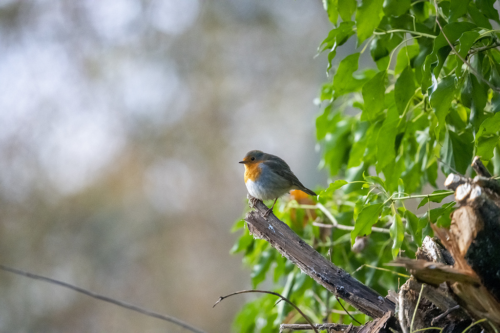 Robin