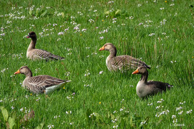 Geese at Oban