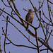 Song Thrush
