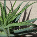 Aloe (1)