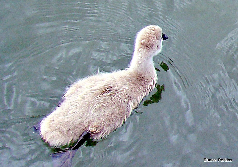 Small cygnet