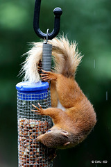 Blondie having lunch in the rain