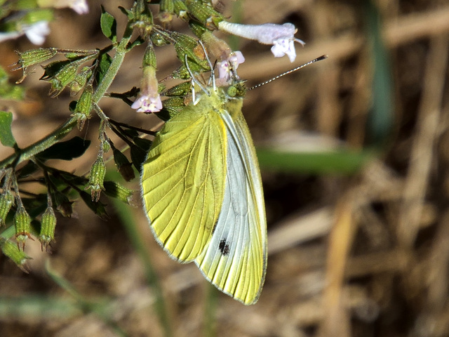 Green-veined White m (Pieris napi) DSB 1699