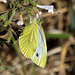 Green-veined White m (Pieris napi) DSB 1699