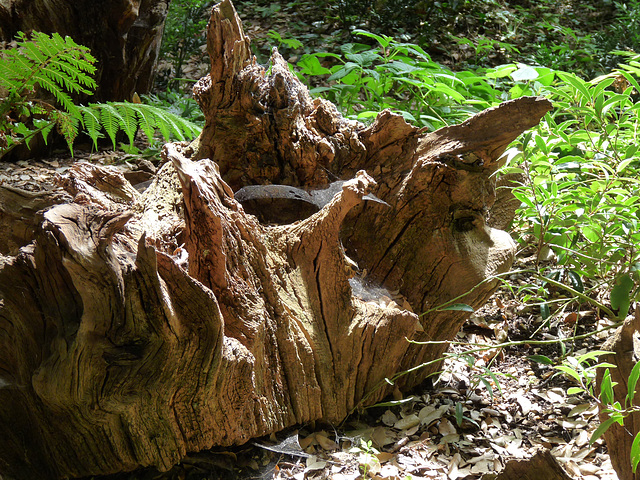 Ickworth Stumpery #3