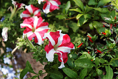 Petunia Red Star