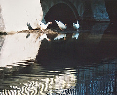 Ducks under the bridge
