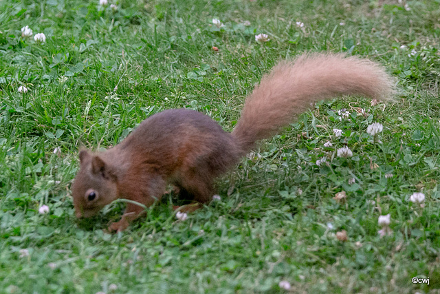 Young red squirrel exploring the world this morning.