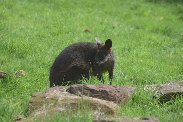 Edinburgh Zoo (11) - 2 August 2019