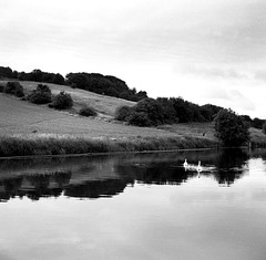 Swans on Larkfield Dam