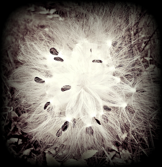 Butterfly Milkweed seeds