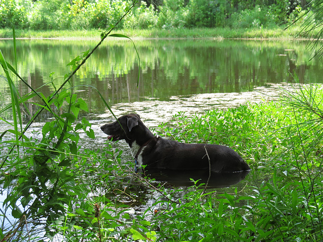 Garip lying in the pond