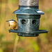 Nuthatch