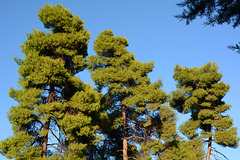Greece, Kassandreia, The Tops of Pines