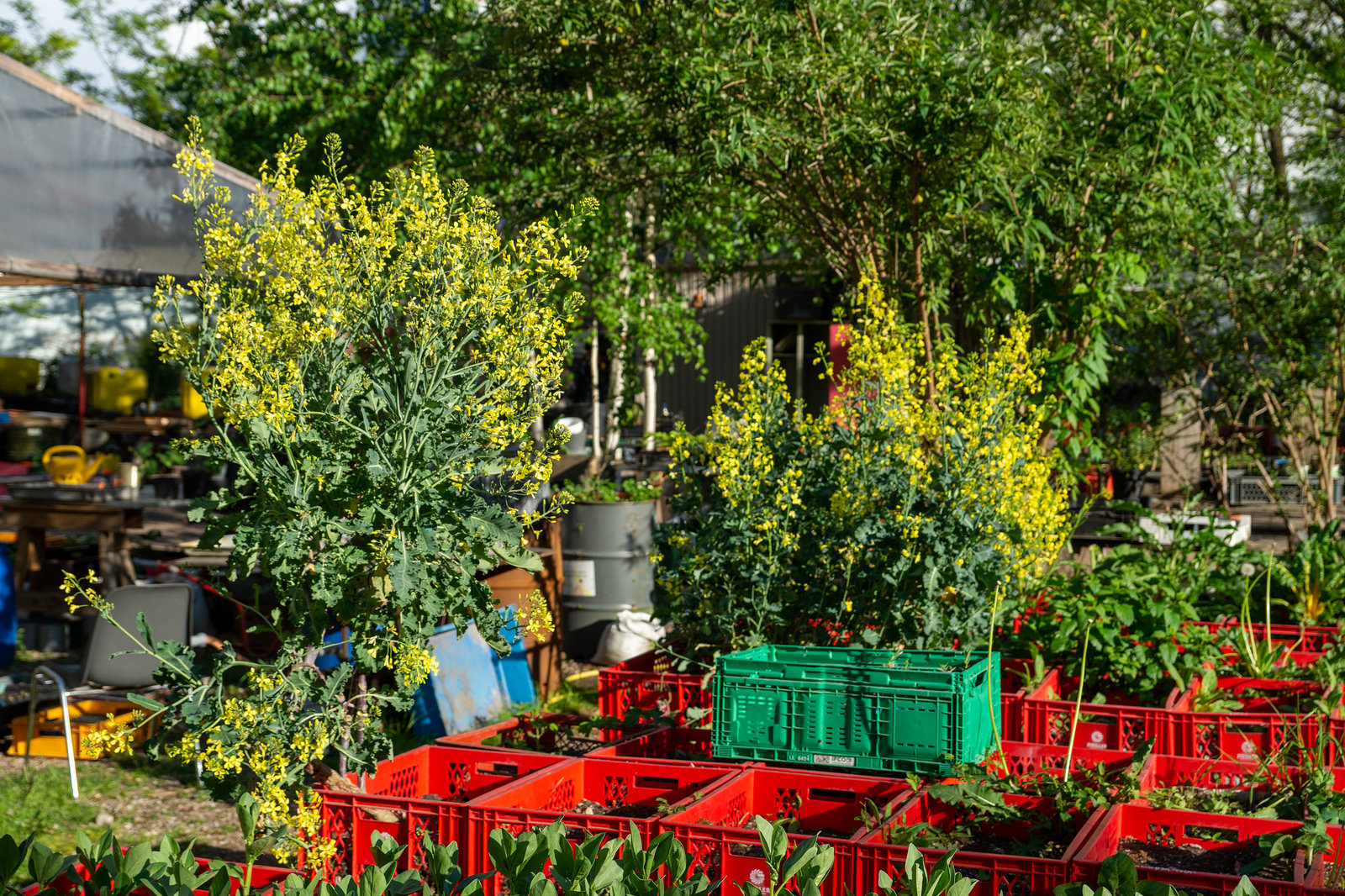 Berlin - Prinzessinnengarten Kreuzberg