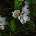 Petites fleurs printanières bien cachées .