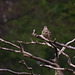 Mistle Thrush
