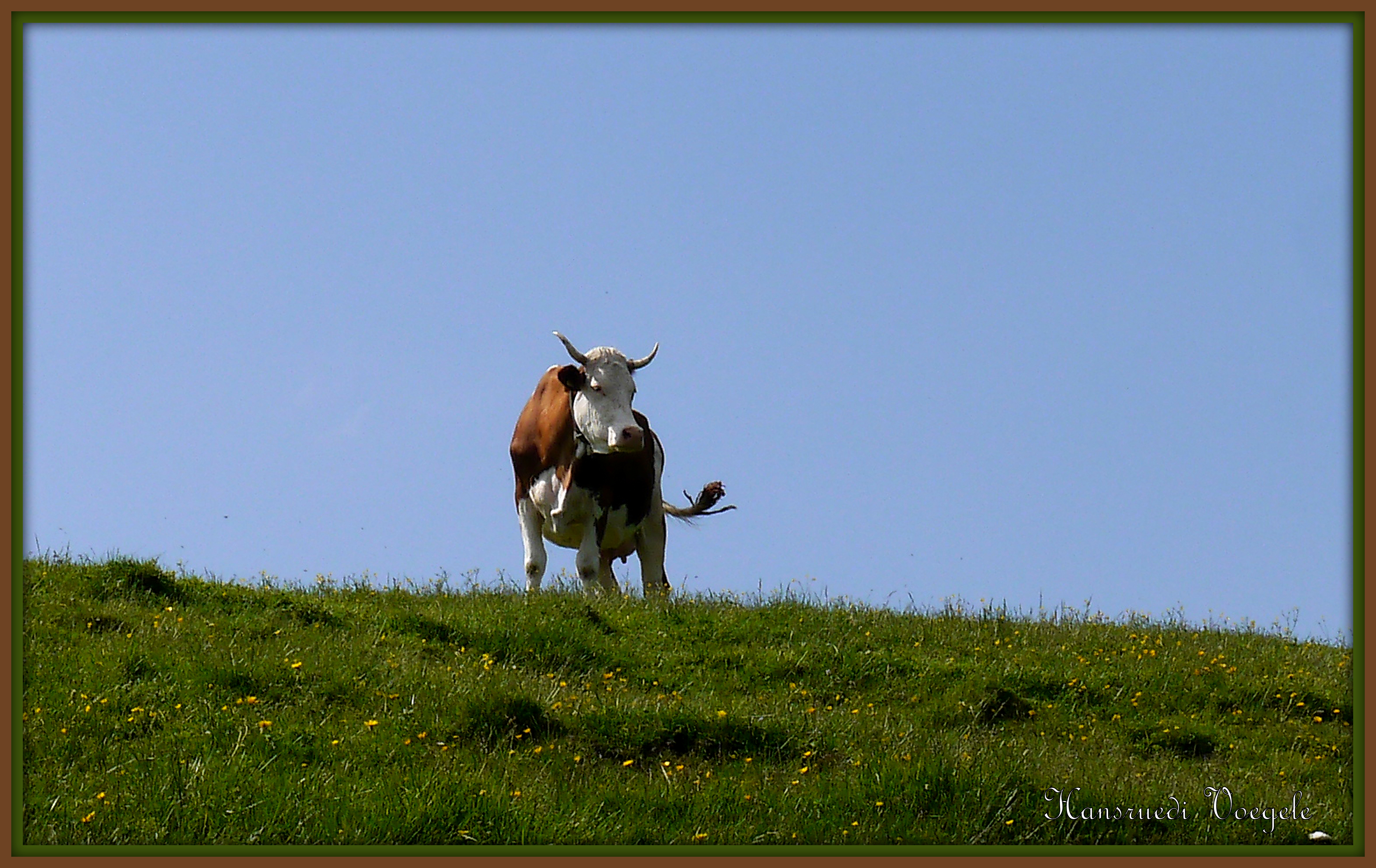 Kuh auf der Alpweide