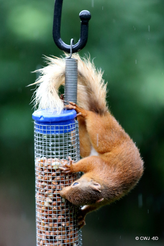 Blondie having lunch in the rain