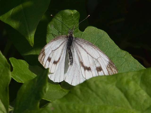 Green-veined White f (Pieris napi) DSB 1526