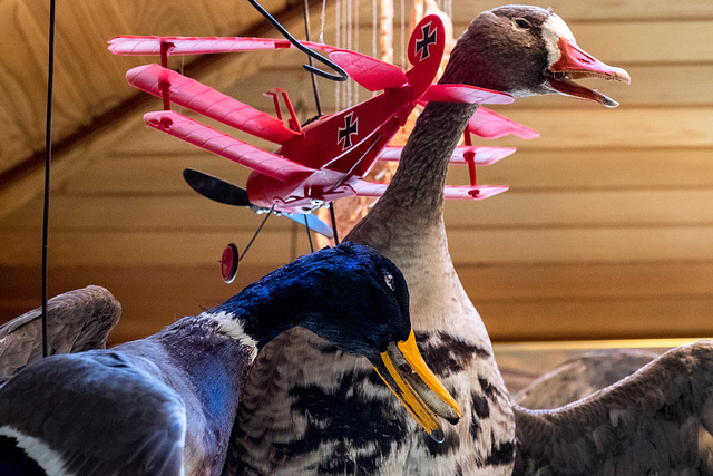 Red Baron vs. Zombie Ducks