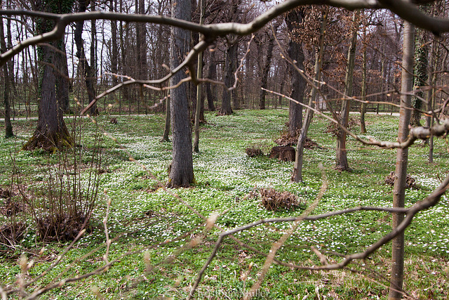 Frühblüher