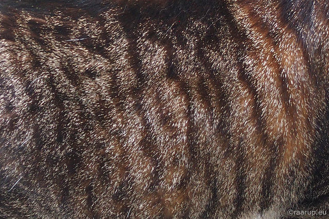 Tabby Stripes - for Macro Mondays