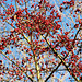 Tausend Beeren