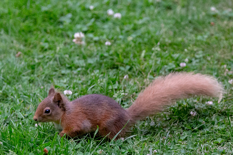 Young red squirrel exploring the world this morning.