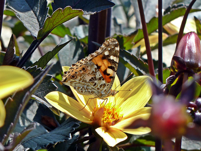 Schmetterling auf Courmet Tour