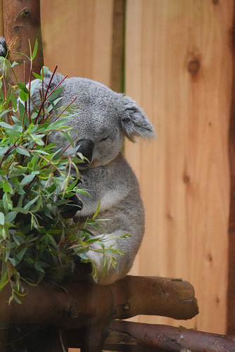 Edinburgh Zoo (12) - 2 August 2019
