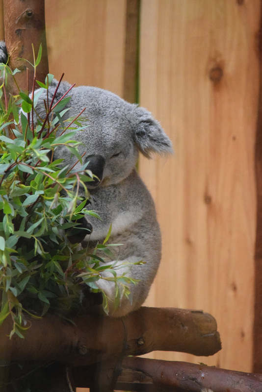Edinburgh Zoo (12) - 2 August 2019