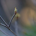 DSCF5416