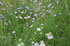 Field Scabious & Wild Carrot Eastbourne 19 8 2021