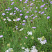 Field Scabious & Wild Carrot Eastbourne 19 8 2021