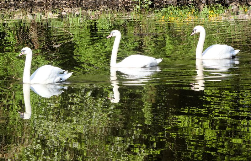 3 White Birds