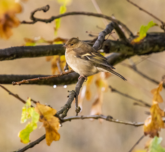 Chaffinch